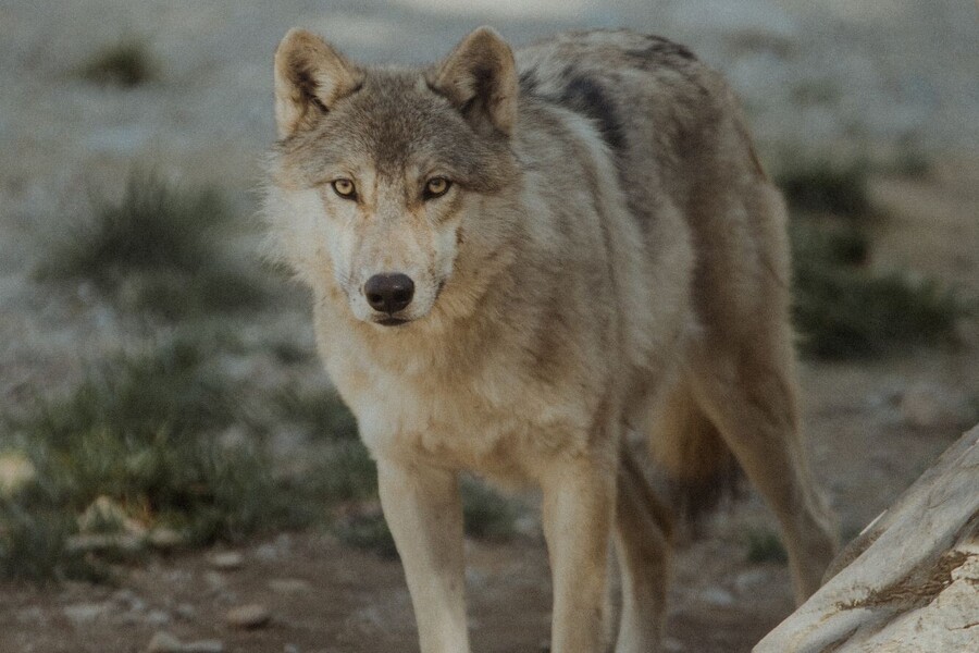 Sanctuaire de loups LUPO