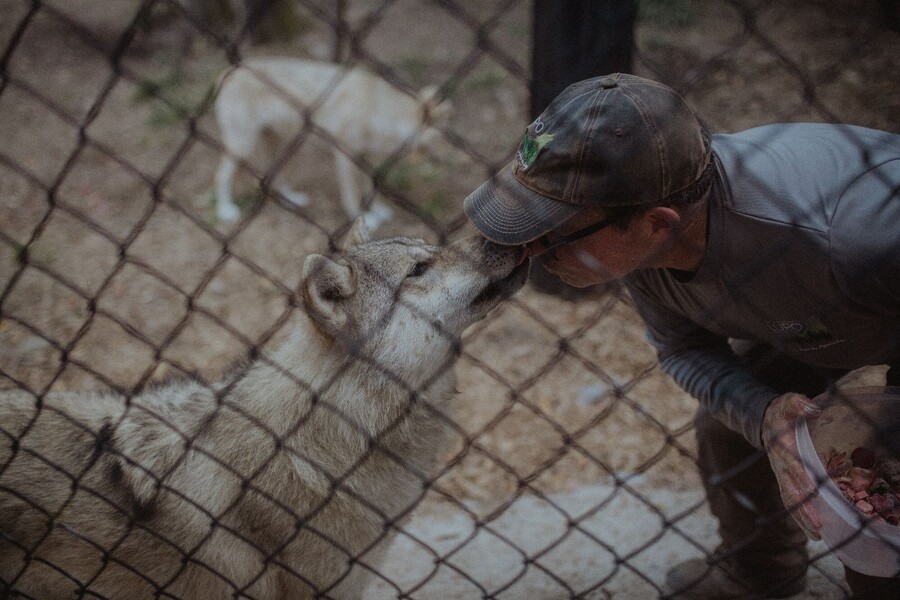 Sanctuaire de loups LUPO