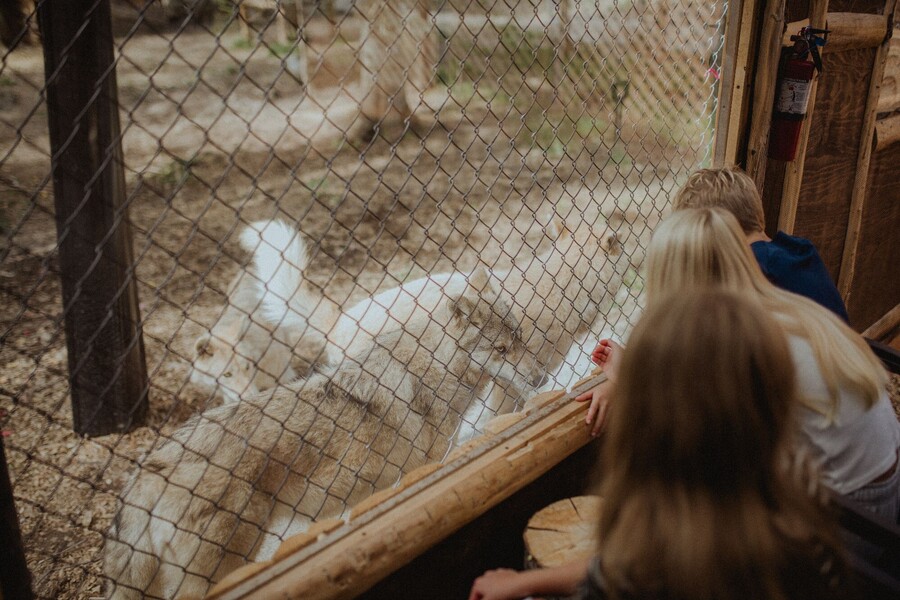 Sanctuaire de loups LUPO