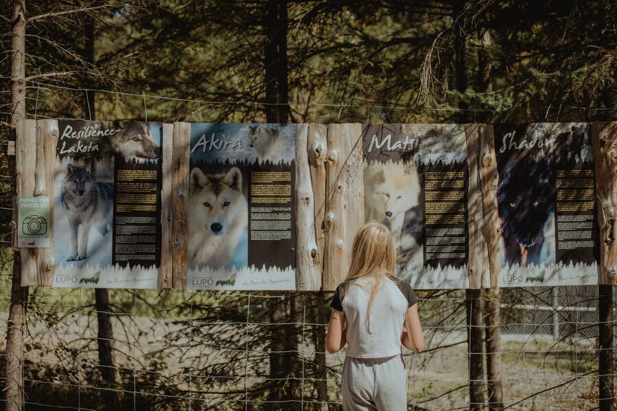 Sanctuaire de loups LUPO